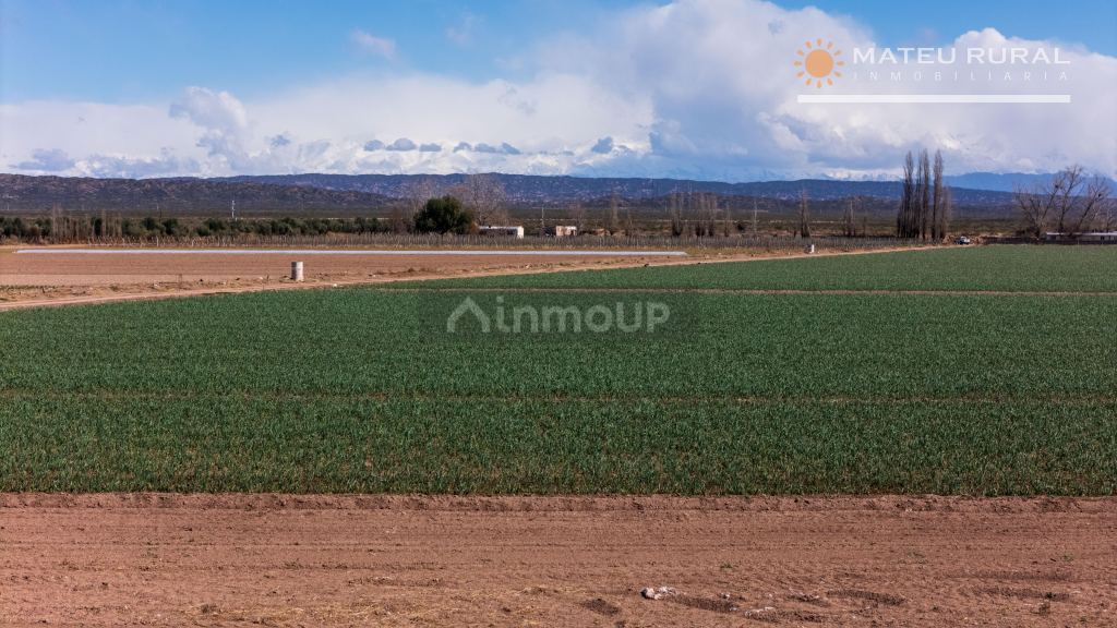 Finca en Venta en Lujan de Cuyo, Mendoza