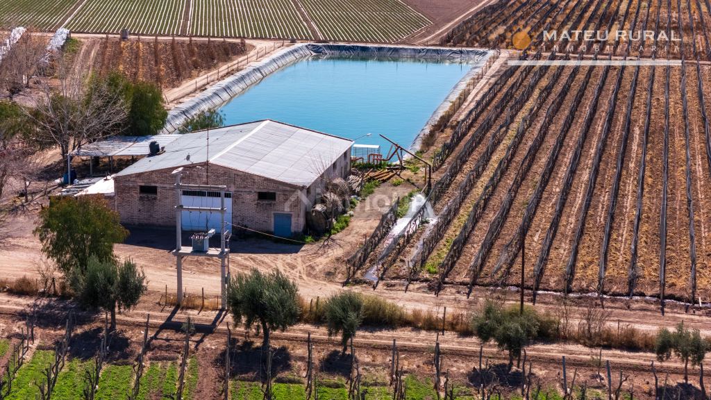 Finca en Venta en Lujan de Cuyo, Mendoza