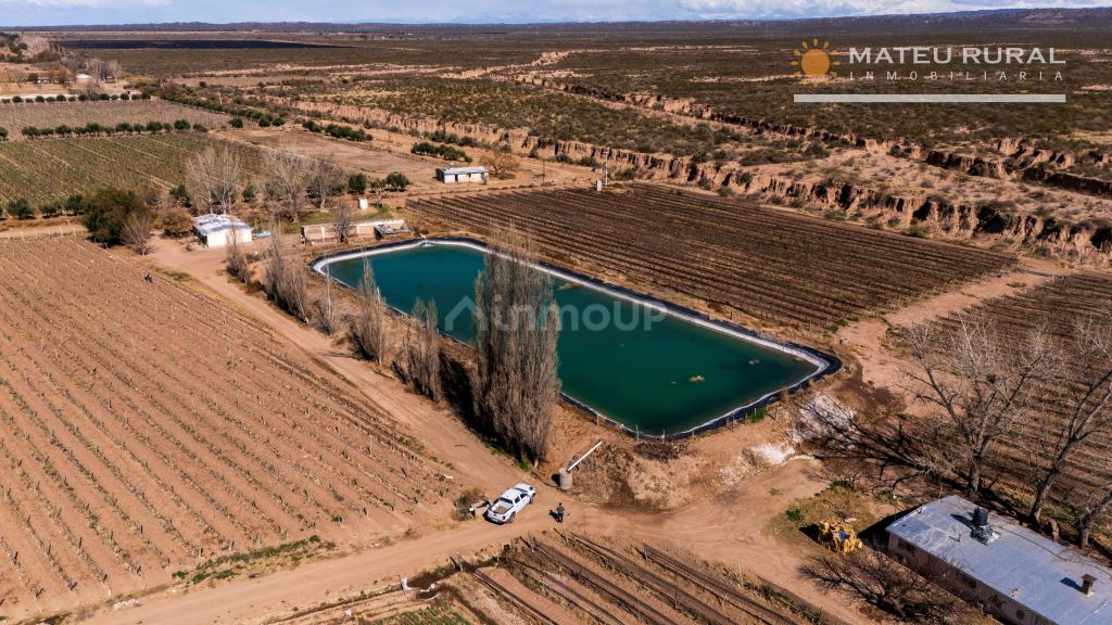 Finca en Venta en Lujan de Cuyo, Mendoza