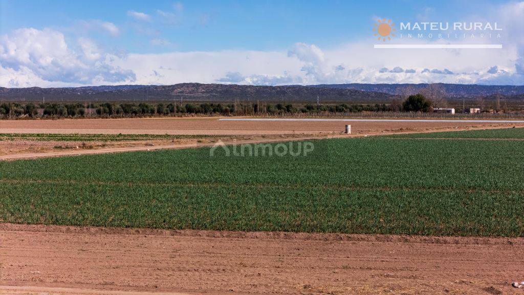Finca en Venta en Lujan de Cuyo, Mendoza
