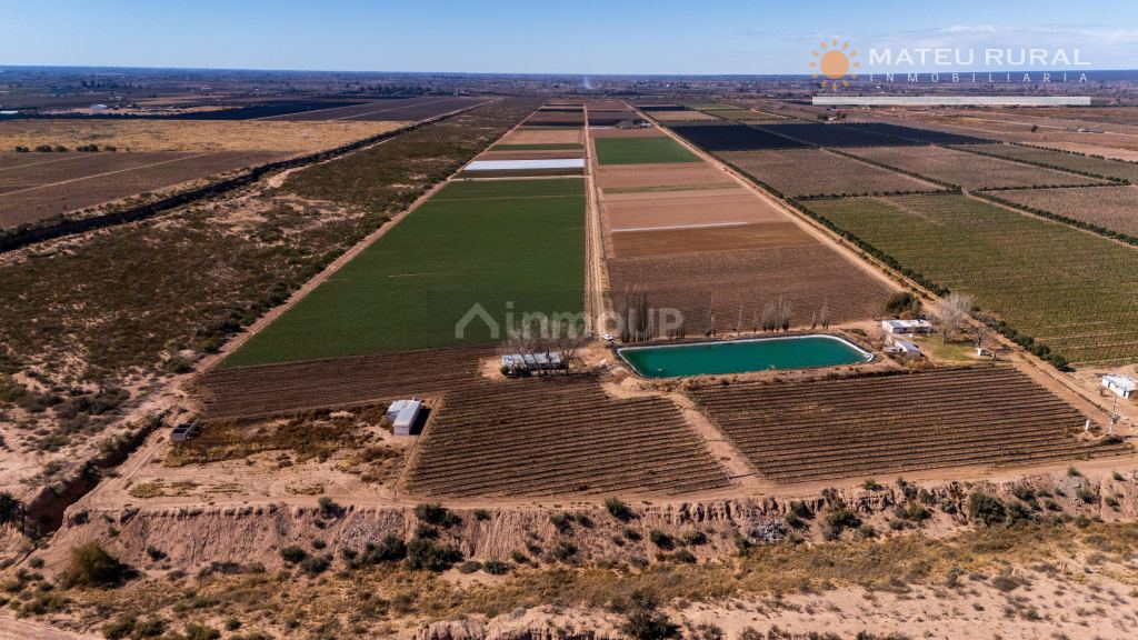 Finca en Venta en Lujan de Cuyo, Mendoza