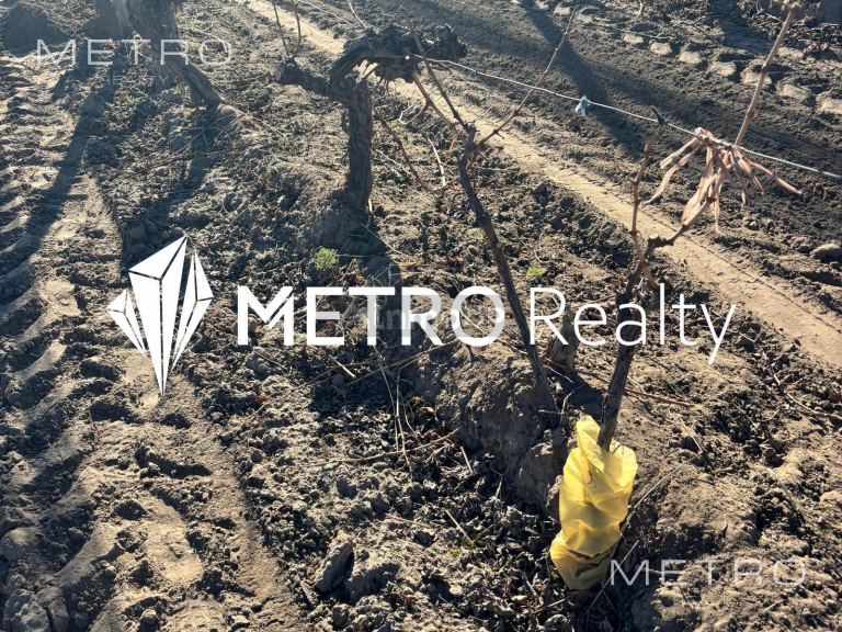 Finca en Venta en San Carlos, Mendoza