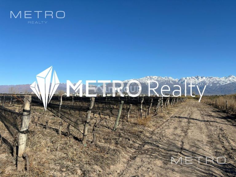 Finca en Venta en San Carlos, Mendoza