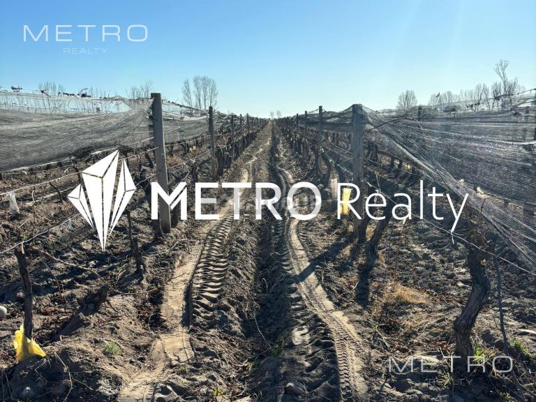 Finca en Venta en San Carlos, Mendoza
