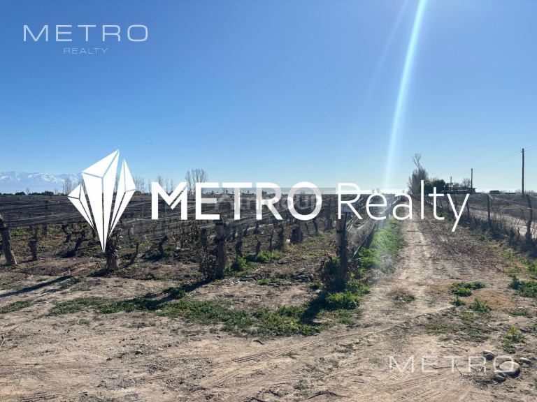 Finca en Venta en San Carlos, Mendoza