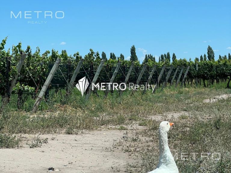 Finca en Venta en San Rafael, Mendoza