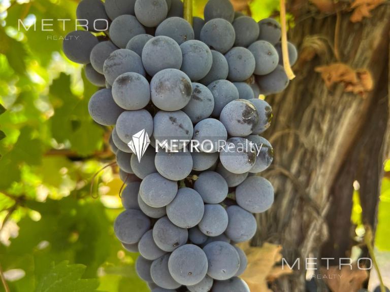 Finca en Venta en San Rafael, Mendoza
