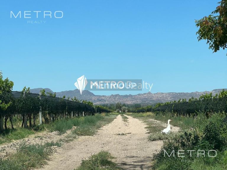 Finca en Venta en San Rafael, Mendoza