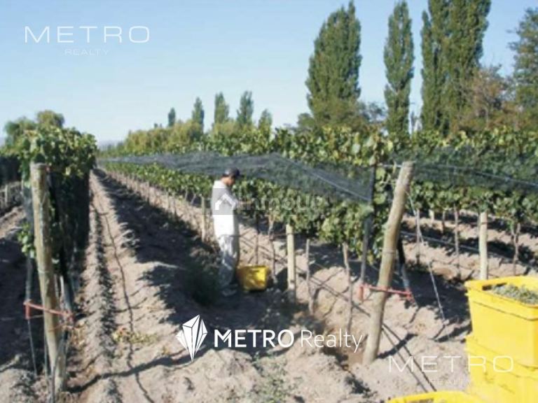 Finca en Venta en San Rafael, Mendoza