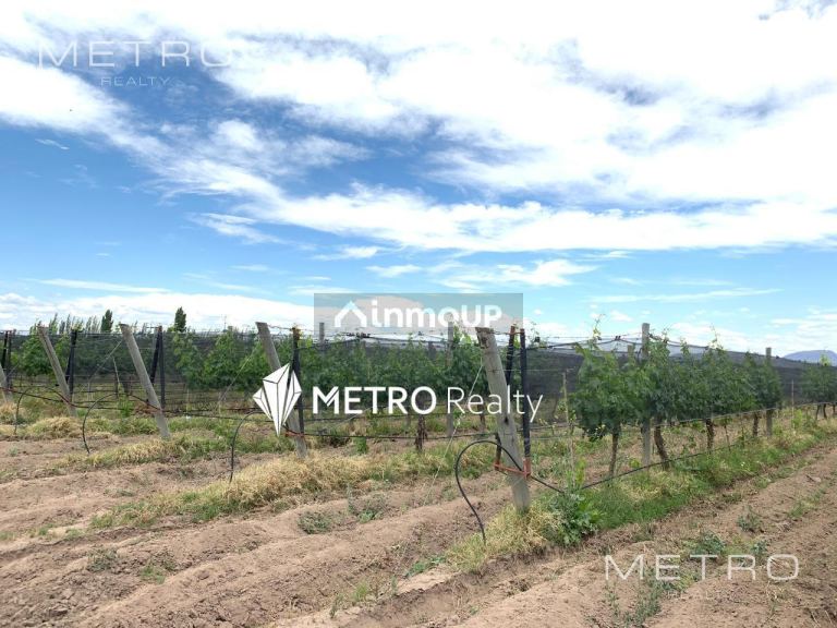 Finca en Venta en San Rafael, Mendoza