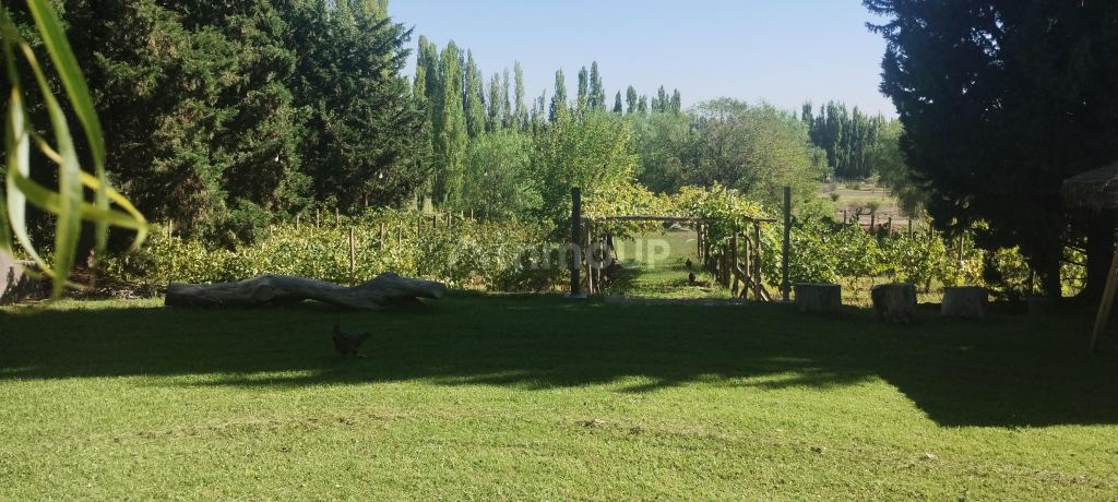 Bodega con Viñedo en Venta en Lujan de Cuyo, Mendoza