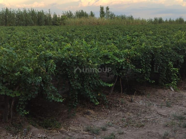 Finca en Venta en San Martin, Mendoza