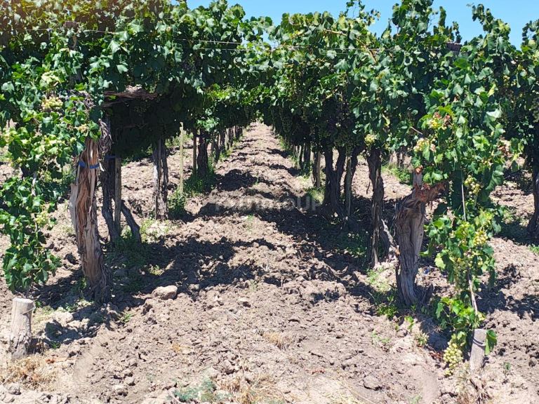 Finca en Venta en San Martin, Mendoza