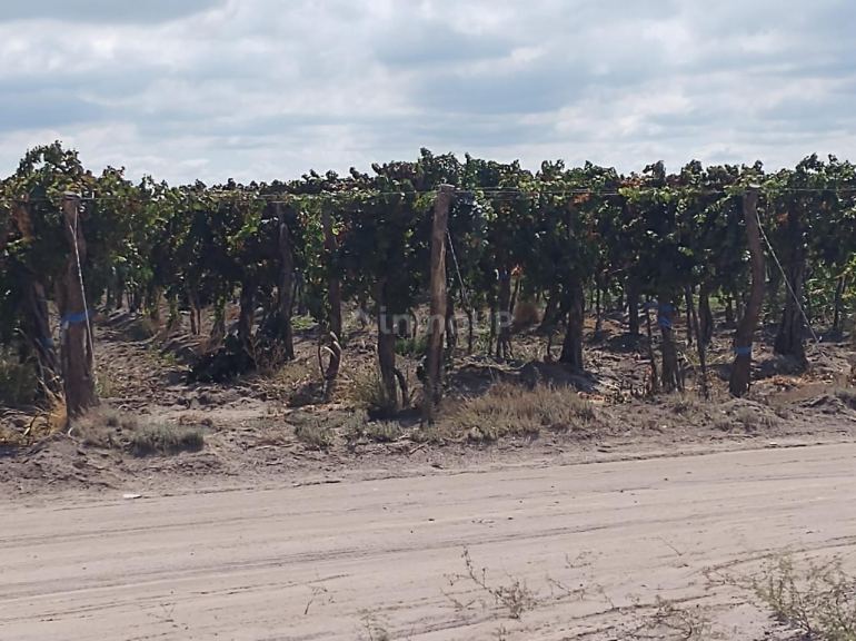 Finca en Venta en San Martin, Mendoza