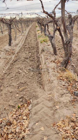 Finca en Venta en San Martin, Mendoza