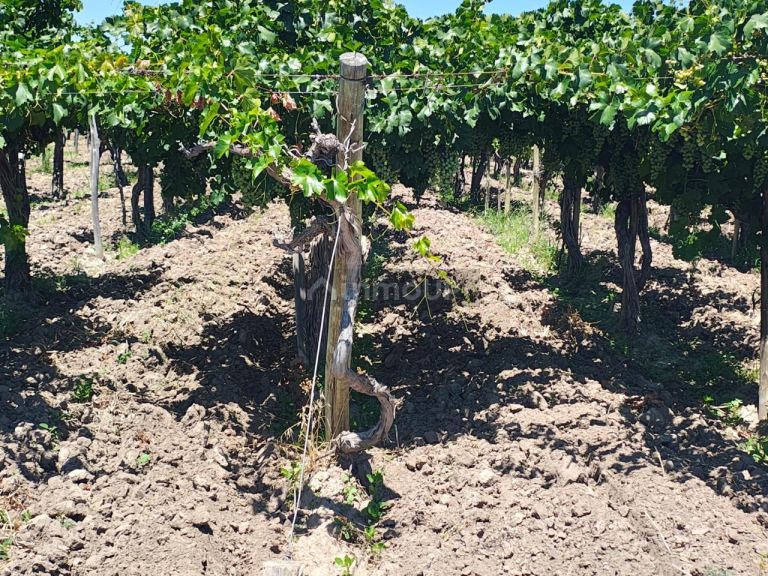 Finca en Venta en San Martin, Mendoza