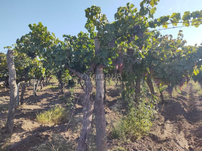 Viñedo en Venta en San Martin, Mendoza