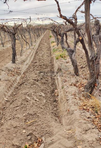 Viñedo en Venta en San Martin, Mendoza