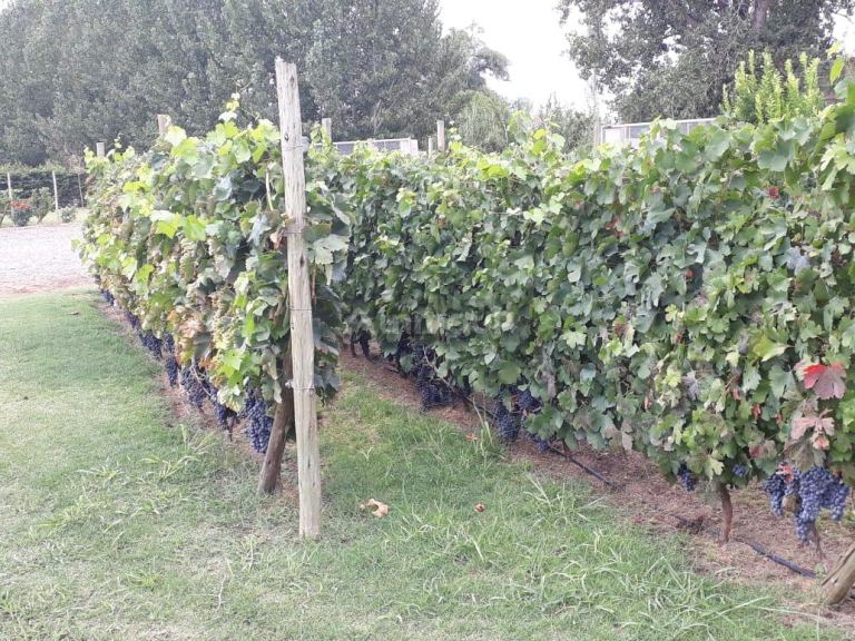 Bodega con Viñedo en Venta en San Martin, Mendoza