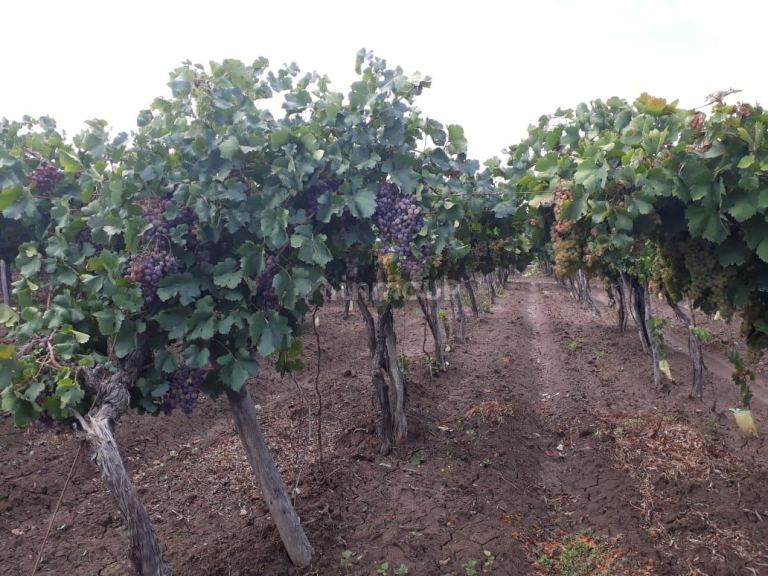 Bodega con Viñedo en Venta en San Martin, Mendoza