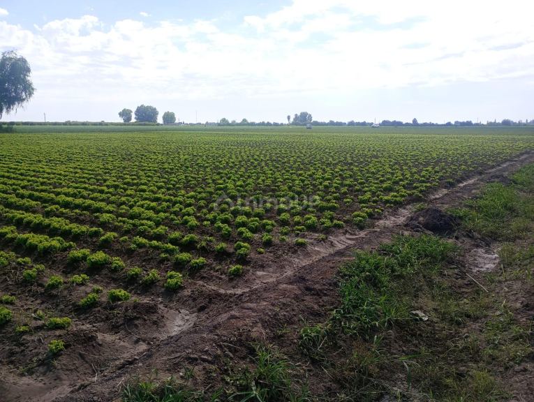 Finca en Venta en Maipu, Mendoza
