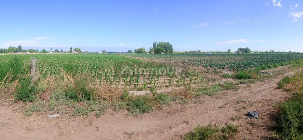 Finca en Venta en Maipu, Mendoza