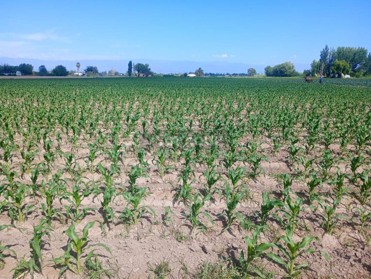 Finca en Venta en Maipu, Mendoza