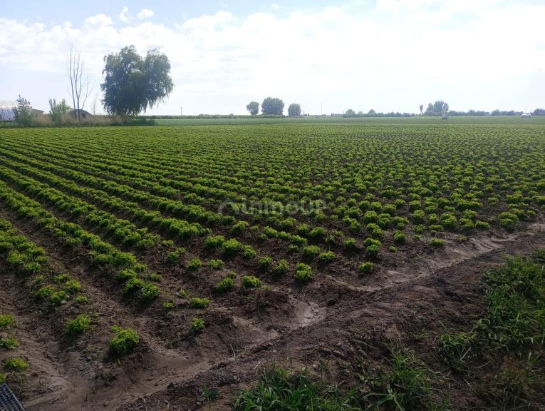 Finca en Venta en Guaymallen, Mendoza