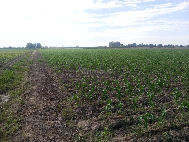 Finca en Venta en Guaymallen, Mendoza