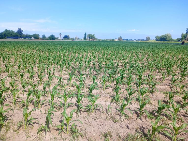 Finca en Venta en Guaymallen, Mendoza