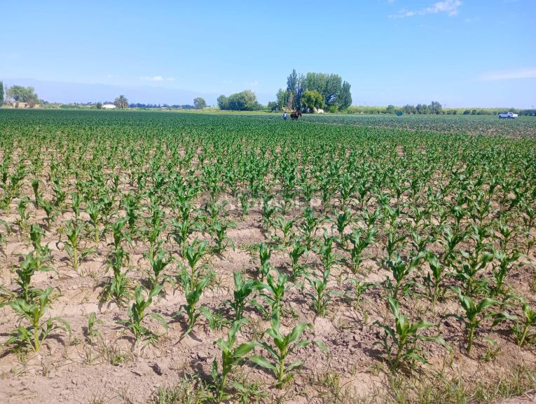 Finca en Venta en Guaymallen, Mendoza
