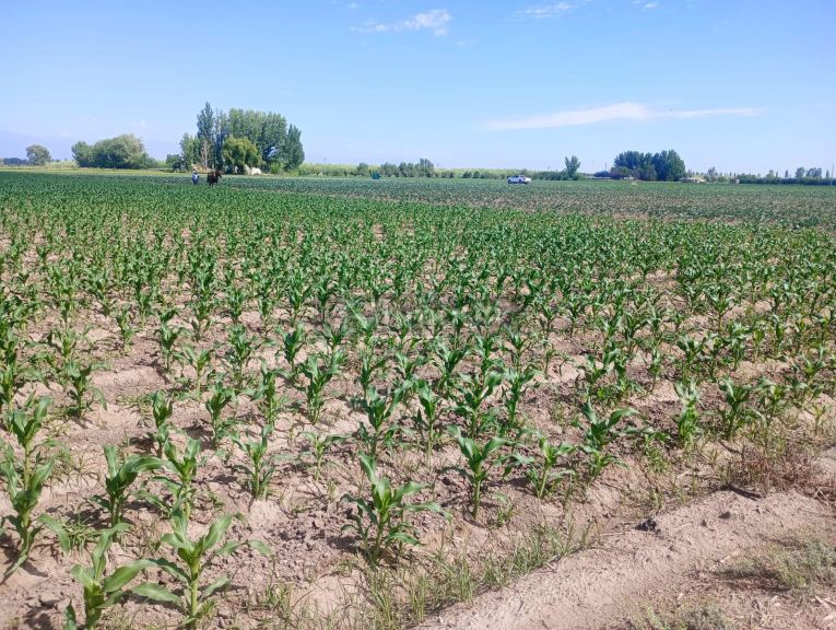 Finca en Venta en Guaymallen, Mendoza