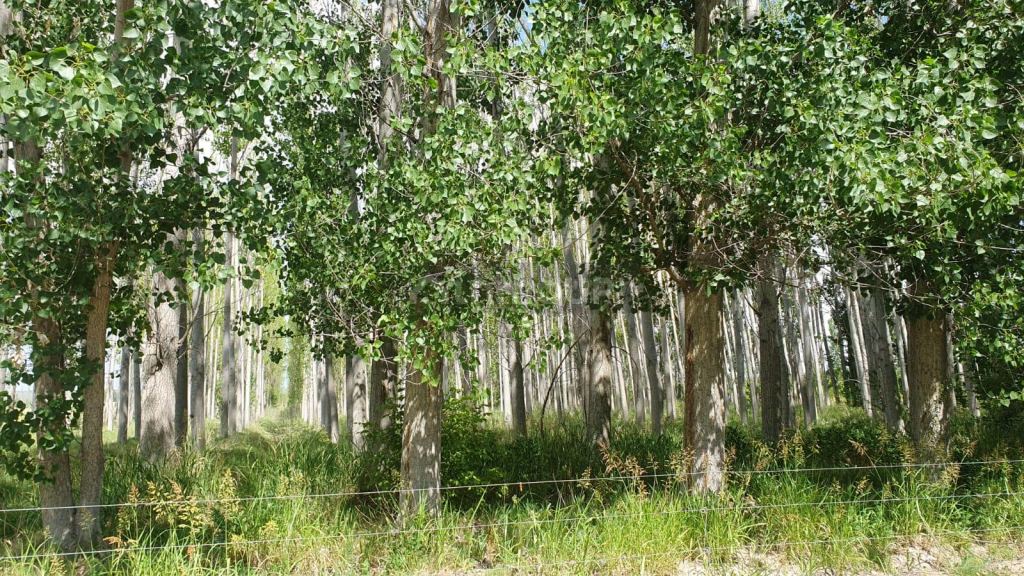 Campo en Venta en Tunuyan, Mendoza