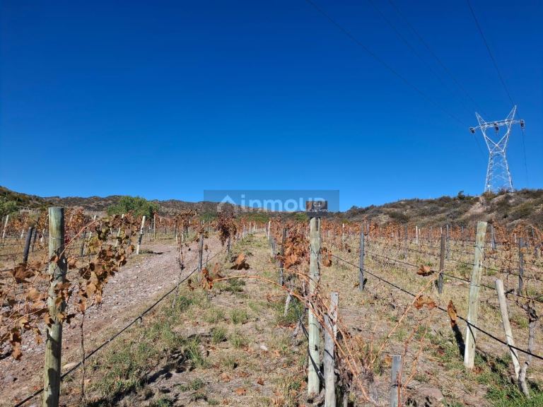 Finca en Venta en Lujan de Cuyo, Mendoza