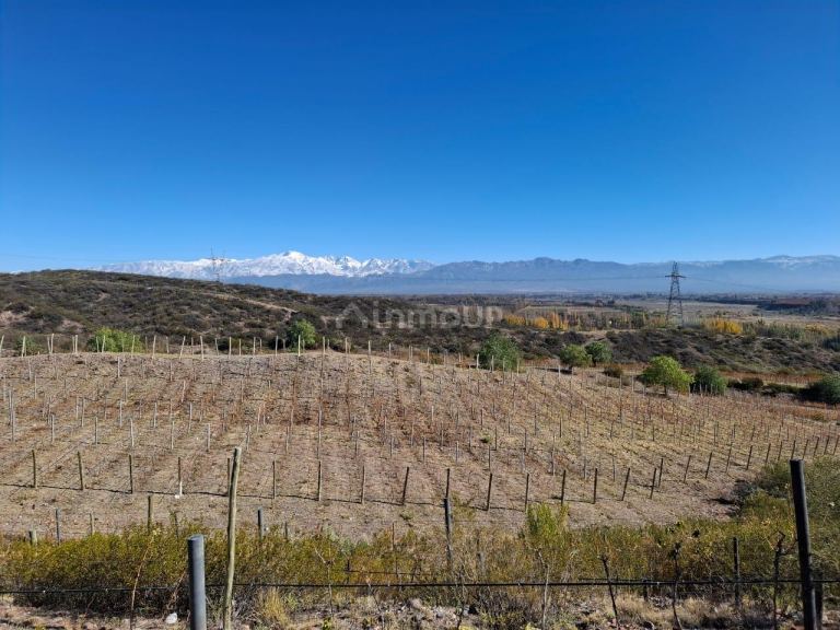 Finca en Venta en Lujan de Cuyo, Mendoza