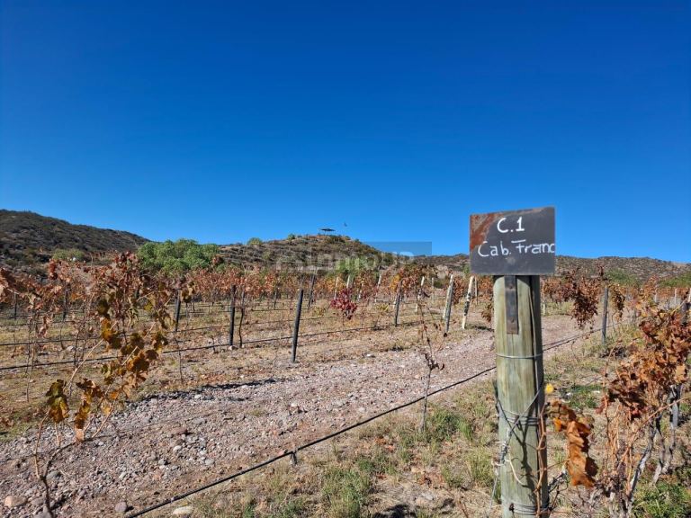 Finca en Venta en Lujan de Cuyo, Mendoza