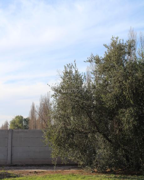 Terreno en Venta en Maipu, Mendoza