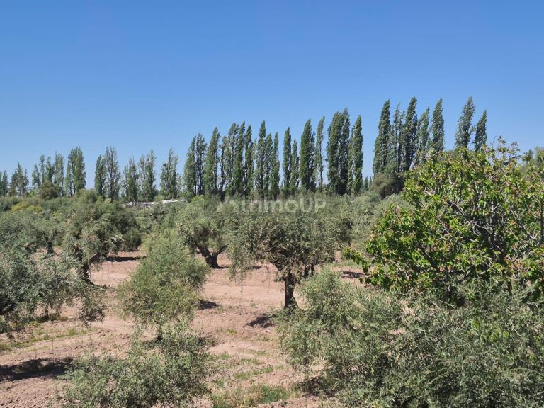 Finca en Venta en Maipu, Mendoza
