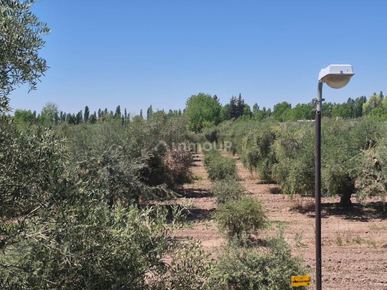 Finca en Venta en Maipu, Mendoza