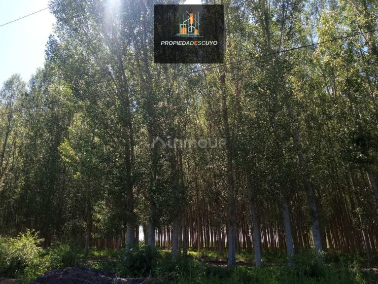Terreno en Venta en Tunuyan, Mendoza