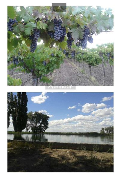 Bodega con Viñedo en Venta en Rivadavia, Mendoza