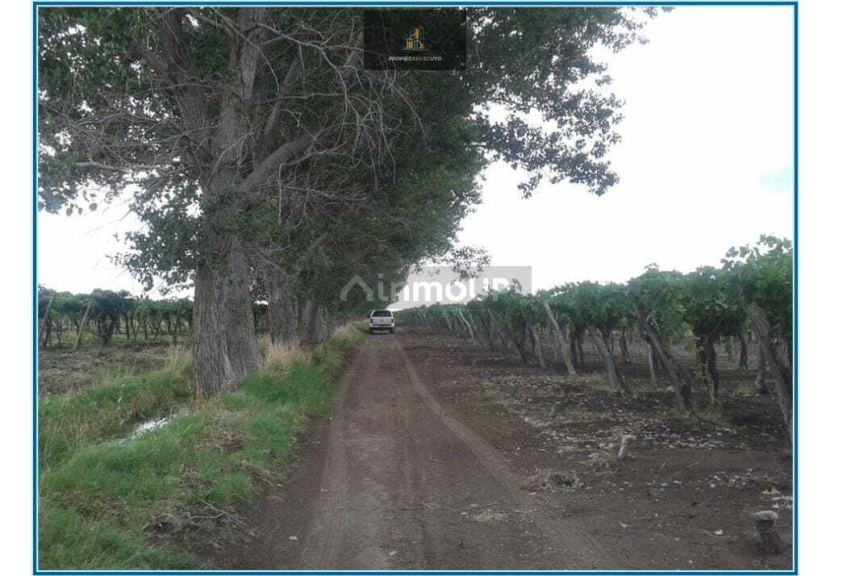 Bodega con Viñedo en Venta en Rivadavia, Mendoza