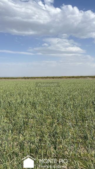 Finca en Venta en Tunuyan, Mendoza