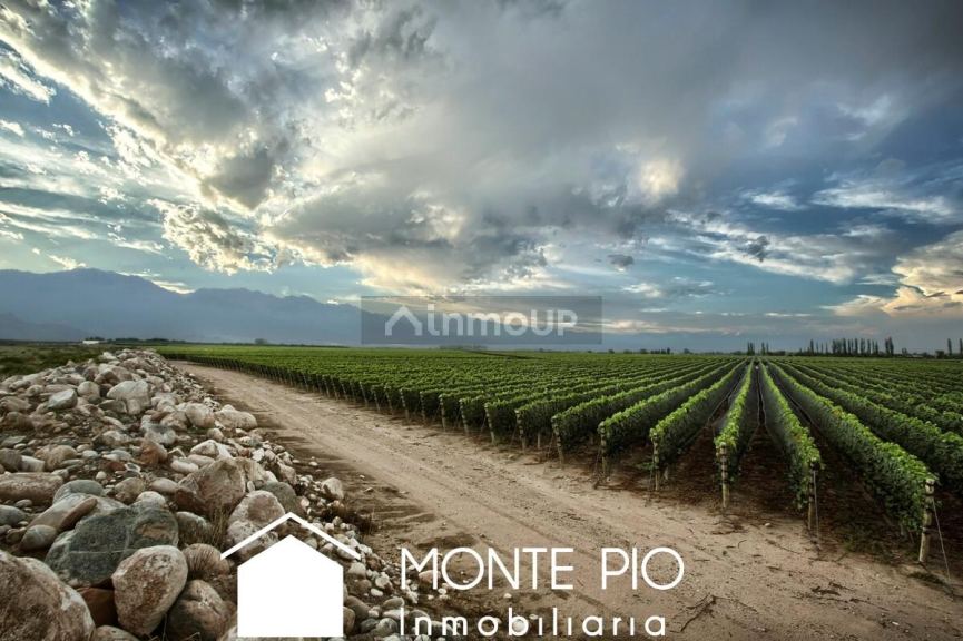 Finca en Venta en San Carlos, Mendoza
