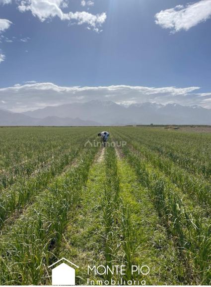 Finca en Venta en San Carlos, Mendoza