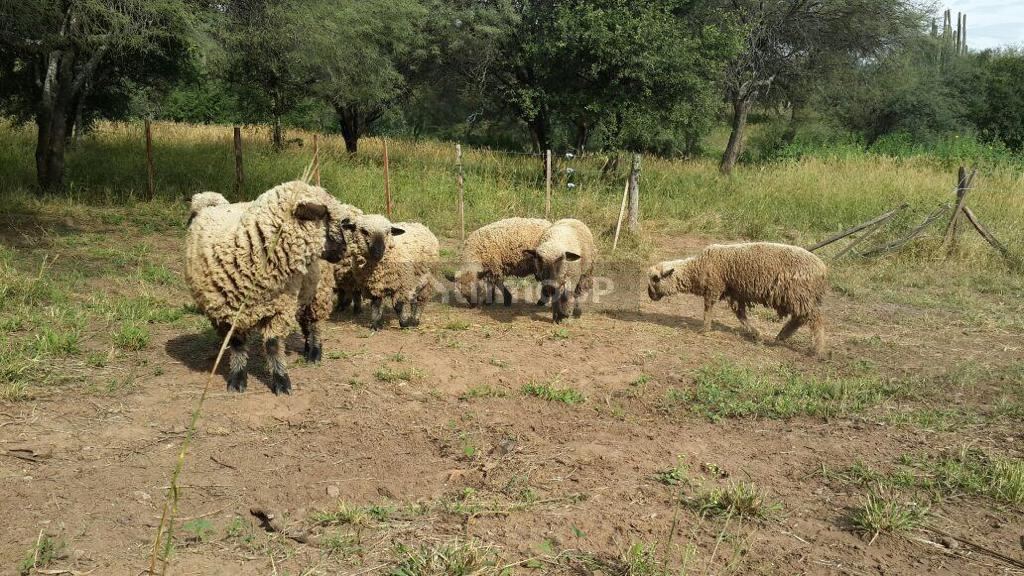 Campo en Venta en Cerrillos, Salta