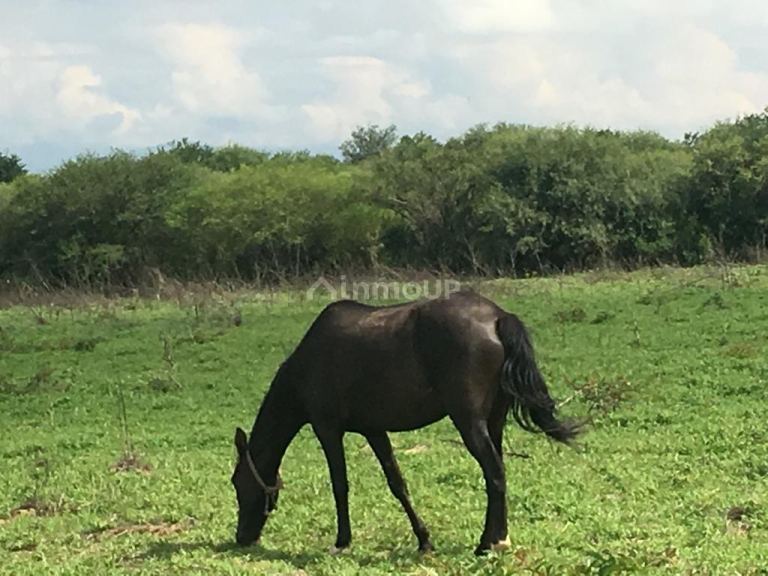 Campo en Venta en Cerrillos, Salta