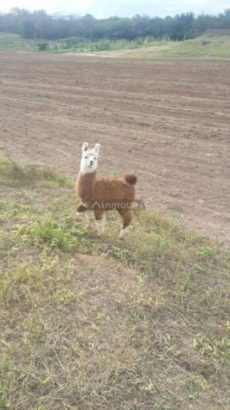 Campo en Venta en Cerrillos, Salta