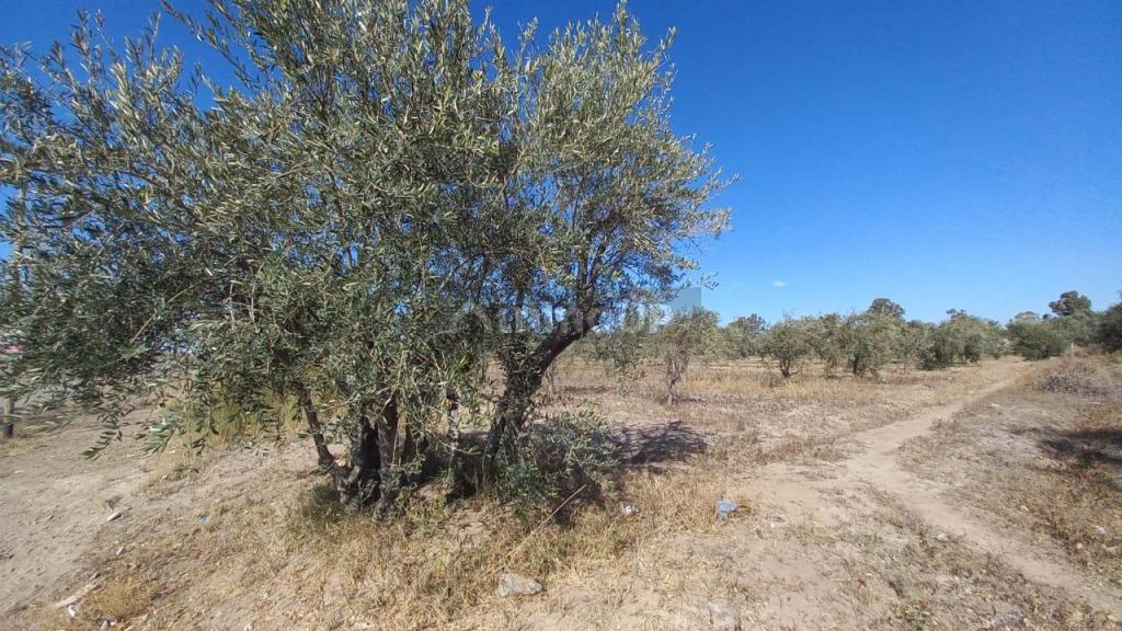 Terreno en Venta en Maipu, Mendoza