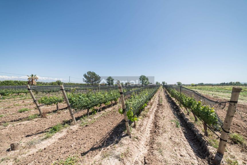Finca en Venta en Lujan de Cuyo, Mendoza